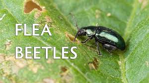 Attēlu rezultāti vaicājumam “Alticinae”