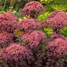 Attēlu rezultāti vaicājumam “Hylotelephium telephium flower”