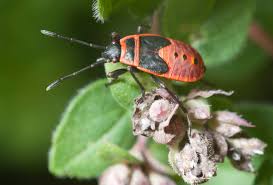 Attēlu rezultāti vaicājumam “Pyrrhocoris apterus imago”