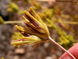 Attēlu rezultāti vaicājumam “Orobanchaceae”