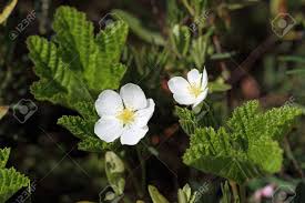 Attēlu rezultāti vaicājumam “Rubus chamaemorus flower”