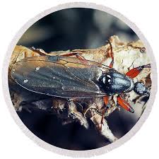 Attēlu rezultāti vaicājumam “Bibionidae female”