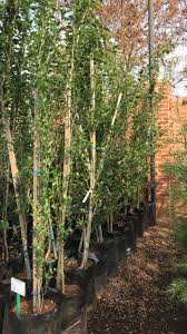 Attēlu rezultāti vaicājumam “Populus simonii”