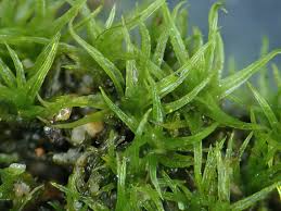 Attēlu rezultāti vaicājumam “Dichodontium pellucidum macro”