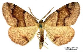 Attēlu rezultāti vaicājumam “Plagodis pulveraria”