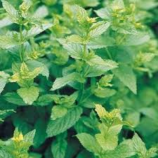 Image result for Mentha piperita