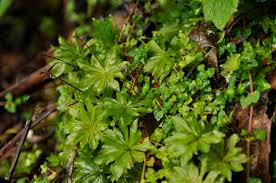 Attēlu rezultāti vaicājumam “Rhodobryum roseum”