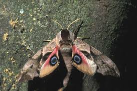 Attēlu rezultāti vaicājumam “Smerinthus ocellata”