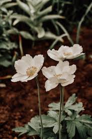 Attēlu rezultāti vaicājumam “Anemone sylvestris bud”