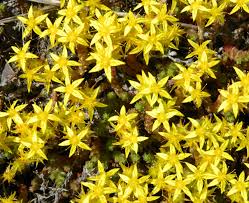 Image result for Sedum acre