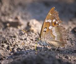 Attēlu rezultāti vaicājumam “Apatura ilia male”
