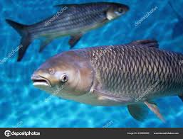 Image result for Hypophthalmichthys nobilis