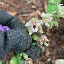 Attēlu rezultāti vaicājumam “Epipactis helleborine”