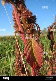 Attēlu rezultāti vaicājumam “Amaranthus retroflexus leaf”