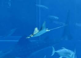 Image result for Mobula thurstoni