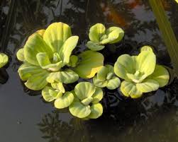 Attēlu rezultāti vaicājumam “Pistia stratiotes leaf”