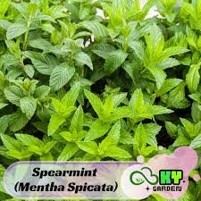 Attēlu rezultāti vaicājumam “Mentha spicata”