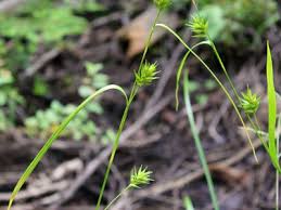 Attēlu rezultāti vaicājumam “Carex lepidocarpa leaf”