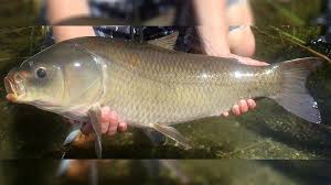 Image result for Ictiobus niger