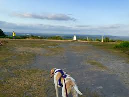 Image result for Haslemere Border Athletic Club