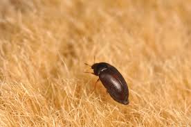 Attēlu rezultāti vaicājumam “Dermestidae”