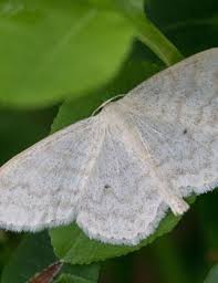 Attēlu rezultāti vaicājumam “Scopula floslactata imago”