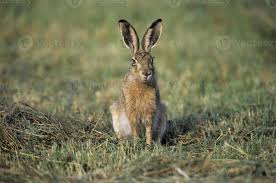 Attēlu rezultāti vaicājumam “Lepus europaeus”