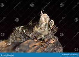 Attēlu rezultāti vaicājumam “Abrostola tripartita”