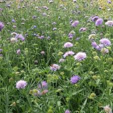 Attēlu rezultāti vaicājumam “Knautia arvensis”