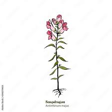 Attēlu rezultāti vaicājumam “Antirrhinum majus leaf”