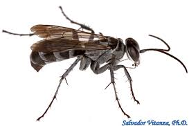 Attēlu rezultāti vaicājumam “Pompilidae”