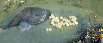 Image result for blobfish