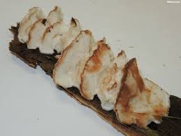 Attēlu rezultāti vaicājumam “Postia fragilis”