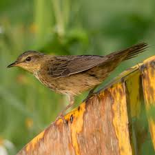 Image result for Locustella certhiola