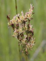 Attēlu rezultāti vaicājumam “Juncus gerardii fruit”