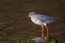 Attēlu rezultāti vaicājumam “Tringa totanus”