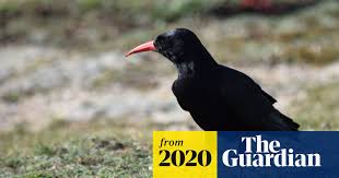 Image result for Pyrrhocorax pyrrhocorax