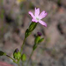 Attēlu rezultāti vaicājumam “Caryophyllaceae”