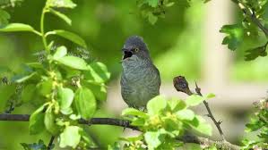 Attēlu rezultāti vaicājumam “Sylvia nisoria adult”