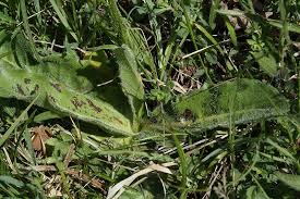 Attēlu rezultāti vaicājumam “Hypochaeris maculata leaf”