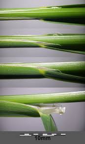 Attēlu rezultāti vaicājumam “Glyceria fluitans leaf”