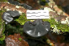 Attēlu rezultāti vaicājumam “Exidia truncata”