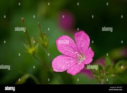 Attēlu rezultāti vaicājumam “Geranium palustre flower”