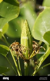 Attēlu rezultāti vaicājumam “Liriodendron tulipifera fruit”