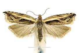 Attēlu rezultāti vaicājumam “Ancylis apicella”