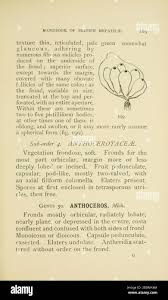 Attēlu rezultāti vaicājumam “Jungermannia sphaerocarpa sporophyte”