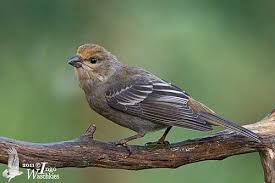 Attēlu rezultāti vaicājumam “Pinicola enucleator adult”