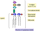 <b>Lipopolysaccharides</b> and Gluten