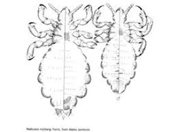 Attēlu rezultāti vaicājumam “Phthiraptera”