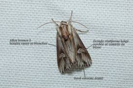 Attēlu rezultāti vaicājumam “Actinotia polyodon”